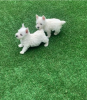 Zdjęcie №1. west highland white terrier - na sprzedaż w Stockholm | negocjowane | Zapowiedź №113177