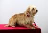 Zdjęcie №2 do zapowiedźy № 32304 na sprzedaż  pies nierasowy - wkupić się Federacja Rosyjska prywatne ogłoszenie