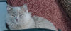 Zdjęcie №4. Sprzedam kot brytyjski długowłosy w Podolsk. prywatne ogłoszenie, od żłobka, hodowca - cena - 1386zł