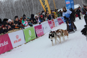 Zdjęcie №1. husky syberyjski - na sprzedaż w Nowosybirsk | 1446zł | Zapowiedź №6687