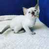 Zdjęcie №3. Kocięta Devon Rex na sprzedaż Biznes Whatsapp; 37256062792. Finlandia