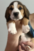 Zdjęcie №4. Sprzedam beagle (rasa psa) w Chicago. hodowca - cena - 1585zł