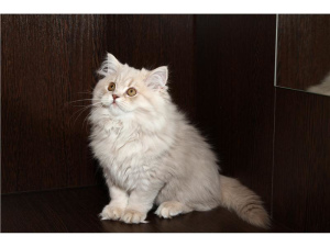 Zdjęcie №2 do zapowiedźy № 440 na sprzedaż  kot brytyjski długowłosy - wkupić się Słowacja prywatne ogłoszenie, od żłobka, hodowca