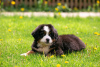 Zdjęcie №2 do zapowiedźy № 10597 na sprzedaż  berneński pies pasterski - wkupić się Federacja Rosyjska od żłobka