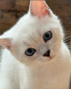 Zdjęcie №3. British shorthair blue eyes boy. Serbia