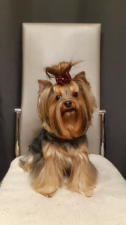 Zdjęcie №3. Szczenięta Yorkshire Terrier. Federacja Rosyjska