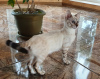 Zdjęcie №2 do zapowiedźy № 7516 na sprzedaż  kot bengalski - wkupić się Federacja Rosyjska od żłobka, hodowca
