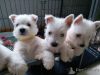 Zdjęcie №2 do zapowiedźy № 44885 na sprzedaż  west highland white terrier - wkupić się Litwa prywatne ogłoszenie