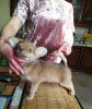 Dodatkowe zdjęcia: chłopiec chihuahua dsh liliowy rozmiar standardowy Moskwa
