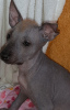 Dodatkowe zdjęcia: Xoloitzcuintle Puppy