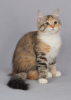 Zdjęcie №2 do zapowiedźy № 93496 na sprzedaż  kot syberyjski - wkupić się Federacja Rosyjska hodowca