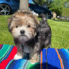 Zdjęcie №1. yorkshire terrier - na sprzedaż w Denver | Bezpłatny | Zapowiedź №22348
