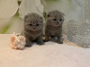 Zdjęcie №1. scottish fold - na sprzedaż w Rüdersdorf | 1465zł | Zapowiedź № 118353