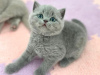 Zdjęcie №1. kot brytyjski krótkowłosy - na sprzedaż w Denver | 1188zł | Zapowiedź № 88655