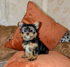 Zdjęcie №1. yorkshire terrier - na sprzedaż w Alytus | 1674zł | Zapowiedź №127590