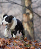 Dodatkowe zdjęcia: Amerykański staffordshire terrier