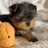 Zdjęcie №4. Sprzedam yorkshire terrier w Франкфурт-на-Майне. prywatne ogłoszenie - cena - 1109zł