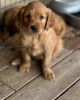 Zdjęcie №1. golden retriever - na sprzedaż w Jork | 1505zł | Zapowiedź №110050