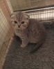 Zdjęcie №1. scottish fold - na sprzedaż w Berlin | 1465zł | Zapowiedź № 82108