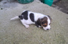 Zdjęcie №2 do zapowiedźy № 73026 na sprzedaż  beagle (rasa psa) - wkupić się Serbia hodowca