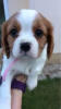 Zdjęcie №3. Urocze szczenięta Cavalier King Charles do bezpłatnej adopcji. Niemcy