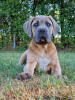 Zdjęcie №3. Cane Corso (FCI). Polska