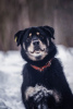 Zdjęcie №2 do zapowiedźy № 44914 na sprzedaż  pies nierasowy - wkupić się Federacja Rosyjska prywatne ogłoszenie