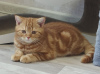Zdjęcie №4. Sprzedam kot brytyjski krótkowłosy w Dnipro. od żłobka - cena - 1401zł
