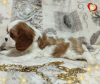 Dodatkowe zdjęcia: OBIECUJĄCA DZIEWCZYNA Cavalier King Charles Spaniel