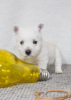 Zdjęcie №1. west highland white terrier - na sprzedaż w Tyraspol | 3348zł | Zapowiedź №92130