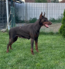 Dodatkowe zdjęcia: Doberman szczenięta