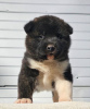 Zdjęcie №2 do zapowiedźy № 83071 na sprzedaż  akita (rasa psa) - wkupić się Serbia 