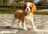 Zdjęcie №1. cavalier king charles spaniel - na sprzedaż w Kijów | 7639zł | Zapowiedź №14095