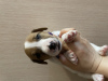 Zdjęcie №2 do zapowiedźy № 43457 na sprzedaż  jack russell terrier - wkupić się Federacja Rosyjska prywatne ogłoszenie