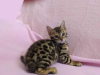 Zdjęcie №1. kot bengalski - na sprzedaż w Portland | 2575zł | Zapowiedź № 65844