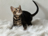 Zdjęcie №1. kot bengalski - na sprzedaż w Marsylia | negocjowane | Zapowiedź № 100957