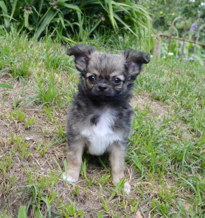 Dodatkowe zdjęcia: Chihuahua - przystojny chłopak z długimi włosami