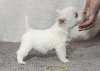 Zdjęcie №3. Hodowla oferuje szczenięta rasy west highland white terrier. Mołdawia