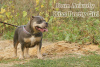 Zdjęcie №2 do zapowiedźy № 44290 na sprzedaż  american bully - wkupić się Federacja Rosyjska od żłobka, hodowca