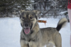 Zdjęcie №1. pies nierasowy - na sprzedaż w Краснокамск | Bezpłatny | Zapowiedź №9007