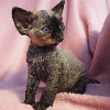 Zdjęcie №1. devon rex - na sprzedaż w Kraków | 4186zł | Zapowiedź № 114804