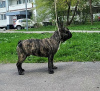 Zdjęcie №3. Buldog Francuski (RKF/FCI) - Odwrócony Tygrys (79959037777). Federacja Rosyjska