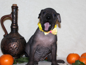 Zdjęcie №1. nagi pies meksykański - na sprzedaż w Moskwa | 4840zł | Zapowiedź №1853