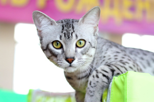 Zdjęcie №2 do zapowiedźy № 6071 na sprzedaż  kot egipski mau - wkupić się Białoruś od żłobka