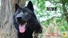 Zdjęcie №4. Sprzedam wilczak czechosłowacki w Hatvan. prywatne ogłoszenie - cena - negocjowane