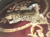 Zdjęcie №4. Sprzedam kot bengalski w Nowy Jork. hodowca - cena - 792zł