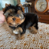 Zdjęcie №1. yorkshire terrier - na sprzedaż w Norymberga | 990zł | Zapowiedź №43029