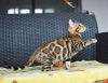 Zdjęcie №4. Sprzedam kot bengalski w Mińsk. prywatne ogłoszenie, od żłobka, hodowca - cena - 1046zł