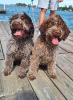 Zdjęcie №1. lagotto romagnolo - na sprzedaż w Belgrad | negocjowane | Zapowiedź №102987