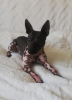 Zdjęcie №1. american hairless terrier - na sprzedaż w Ryga | 5873zł | Zapowiedź №18620